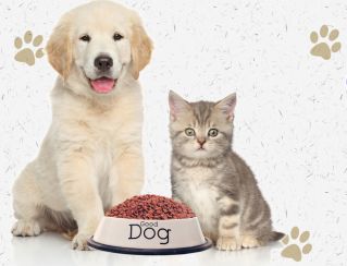 Delta Electric Parts Automatic Pet Food Dispenser Integrated with Drying Process Supporting Accurate Pet Meal Scheduling