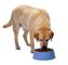 Pet food  Processing Machine Extruder Dog Cat Food 1 Year Warranty